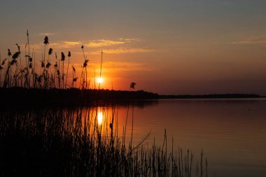 Akşamları Ukrayna 'daki suyun arka planına karşı sazlar.