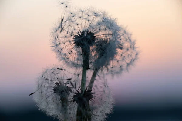 Dandelions Saat Matahari Terbenam Malam Hari Langit Yang Kabur — Stok Foto