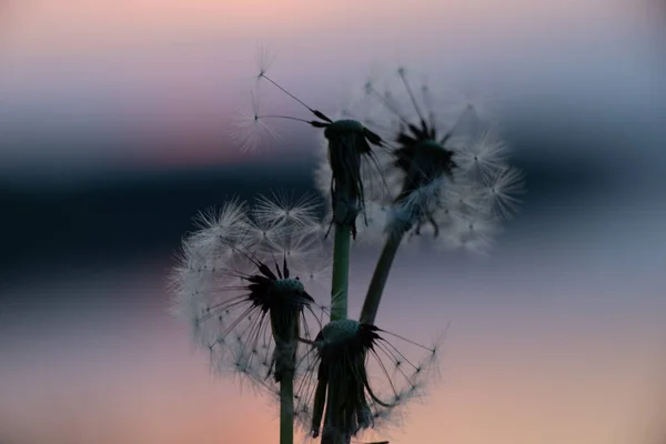 Denti Leone Tramonto Sera Cielo Sfocato — Foto Stock