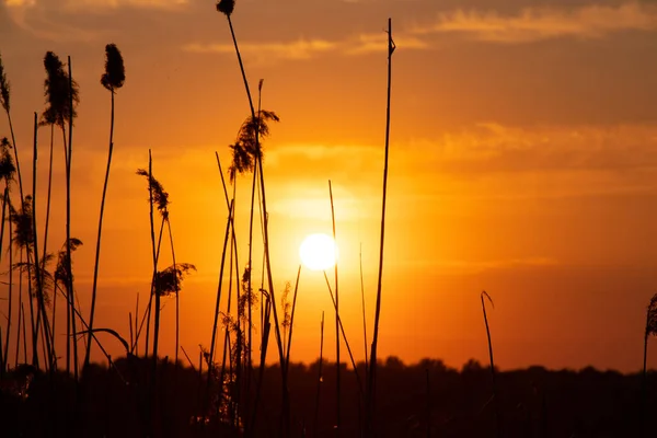 Reeds Sunset Evening Background Water Ukraine — Stock Photo, Image