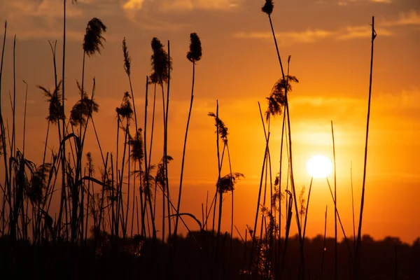 Reeds Sunset Evening Background Water Ukraine — Stock Photo, Image