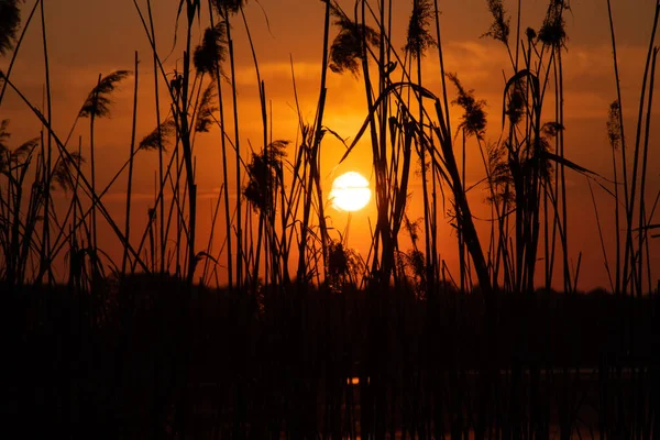 Juncos Pôr Sol Noite Contra Fundo Água Ucrânia — Fotografia de Stock