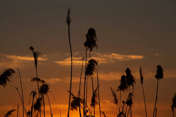 Reeds Sunset Evening Background Water Ukraine — Stock Photo, Image