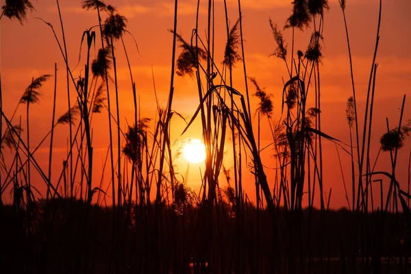 Reeds Sunset Evening Background Water Ukraine — Stock Photo, Image