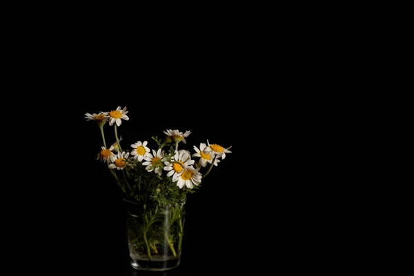 Camomile Flowers Black Background Vazi — Stock Photo, Image