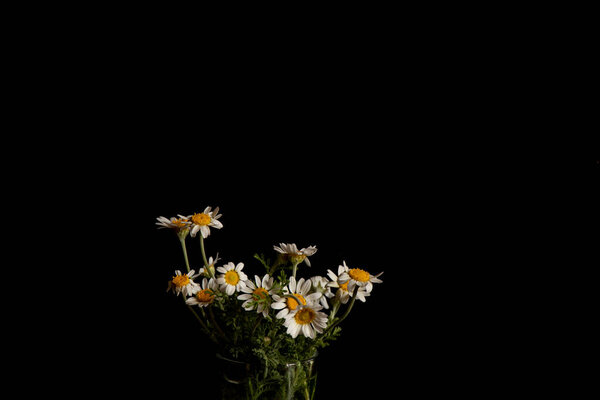 ромашки цветы на черном фоне в вази
