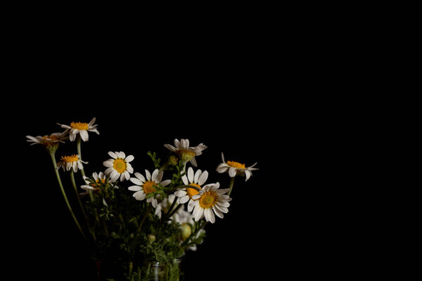 ромашки цветы на черном фоне в вази