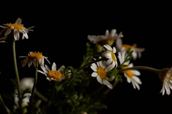 Camomile Flowers Black Background Vazi — Stock Photo, Image
