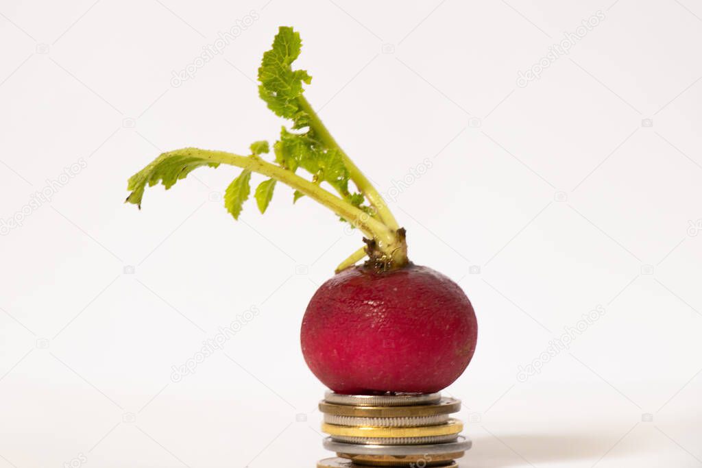 sprouted radish lies on small coins on a white background