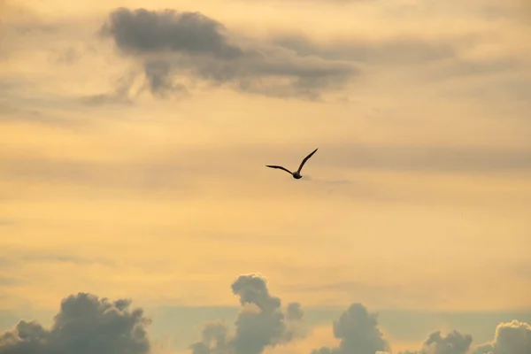 Aproape Pescăruș Apus Soare Împotriva Cerului Zbor — Fotografie, imagine de stoc