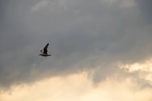 Gros Plan Une Mouette Coucher Soleil Contre Ciel Vol — Photo