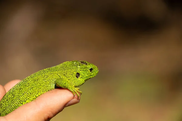 Lagarto Verde Sentado Uma Mão Capturada Parque Ucrânia — Fotografia de Stock