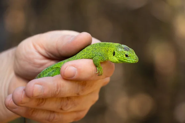 在乌克兰的一个公园里 一只绿色的蜥蜴坐在一只手上 — 图库照片