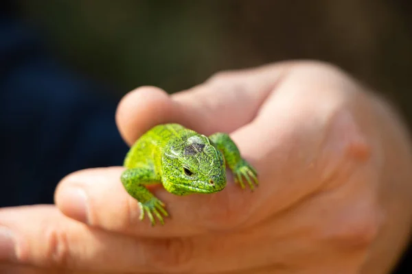 在乌克兰的一个公园里 一只绿色的蜥蜴坐在一只手上 — 图库照片