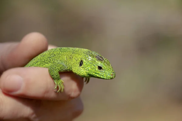 Lézard Vert Assis Sur Une Main Prise Dans Parc Ukraine — Photo