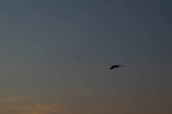 Aproape Pescăruș Apus Soare Împotriva Cerului Zbor — Fotografie, imagine de stoc