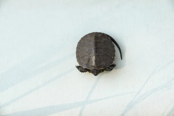 Amphibian Tortoise Found Parks Ukraine — Stock Photo, Image