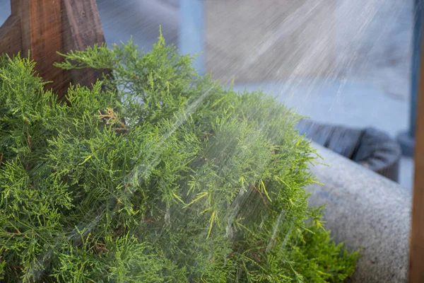 Man Watering Club Parks Sprinkler Day — Stock Photo, Image