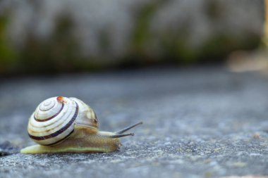 Sabahları asfaltta sürünen bir salyangoz.