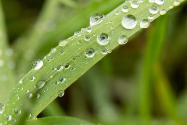 Çiyli yeşil çimen makro fotoğraf damlaları