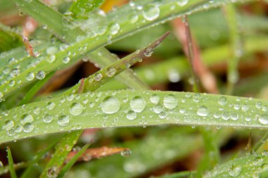 Çiyli yeşil çimen makro fotoğraf damlaları