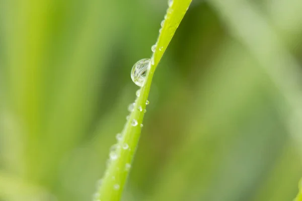 Grönt Gräs Med Dagg Droppar Makro Foto — Stockfoto