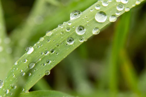 Green Grass Dew Drops Macro Photo — Stock Photo, Image