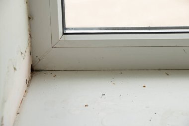 Çıkıntılı mantarlı bir pencerenin görünümü