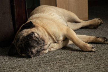 pug dog gri halıda uyuyor.