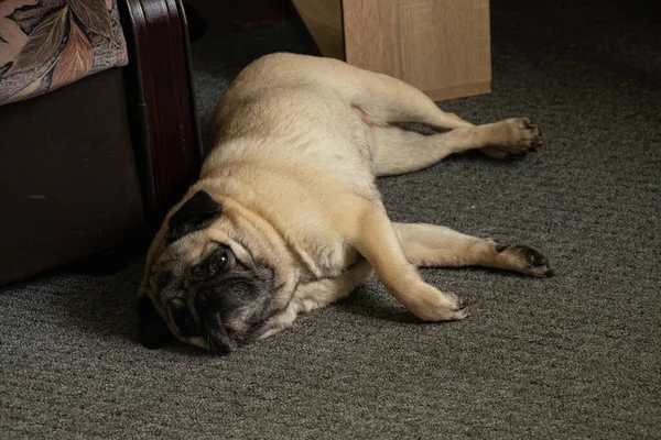 Мопс Собака Спить Сірому Килимі — стокове фото