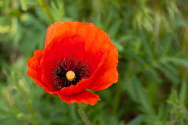 Baharda tarlada açan kırmızı gelincik