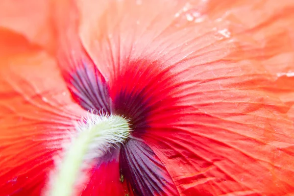 Blooming Red Poppy Spring Field — Stock Photo, Image