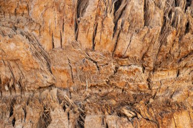 Arka plan olarak palmiye kabuğunu kapat