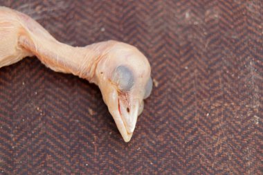 Ölü kuş yavrusu yuvadan düşüyor.,