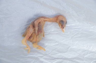 Ölü kuş yavrusu yuvadan düşüyor.,