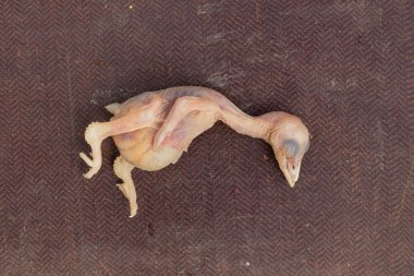 Ölü kuş yavrusu yuvadan düşüyor.,