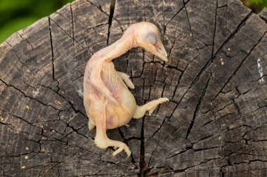 Ölü kuş yavrusu yuvadan düşüyor.,