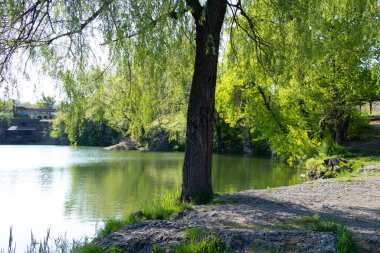 İlkbaharda bir taş ocağının kıyısında söğüt ağacı