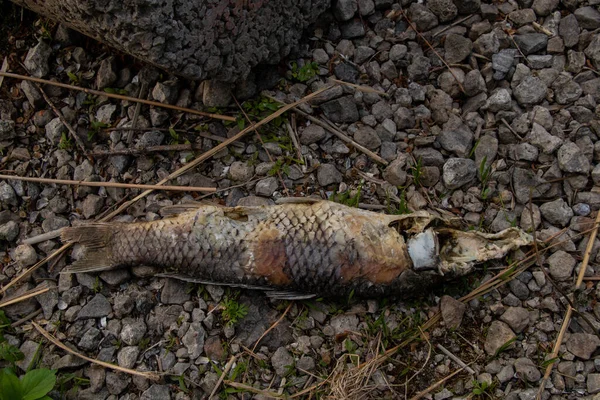 死んだ魚はウクライナの川岸で分解し — ストック写真