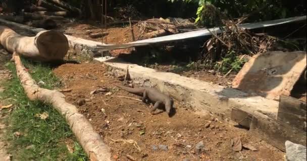 Varan en el hábitat natural de la isla de Sri Lanka — Vídeos de Stock