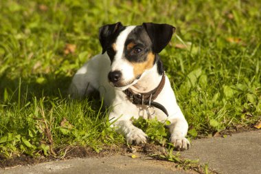 Sencha Jack Russel Terrier