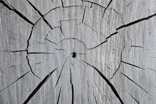 Textur målade vit färg split stubbe — Stockfoto