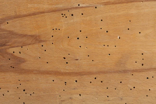 Textura de madera con agujeros de termitas —  Fotos de Stock