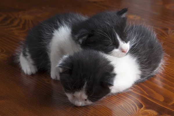 Twee slapende katten — Stockfoto