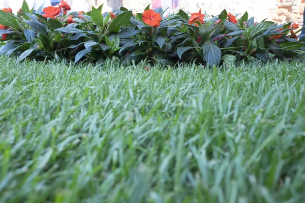 Portion Trädgårds Lawn Med Blomrabatt Röda Blommor — Stockfoto