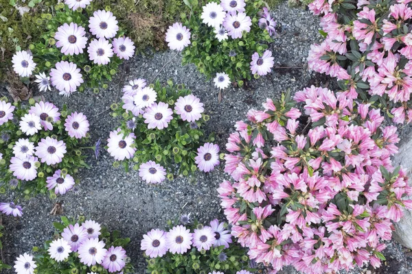 Yukarıdan doğrusal ve dairesel çok renkli çiçek besteleri ile alınan bir flowerbed detay
