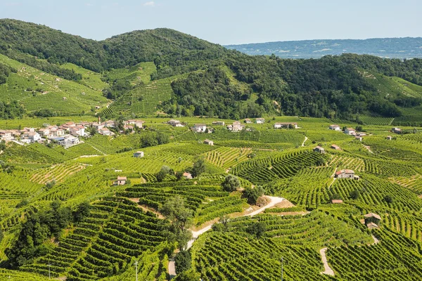 Prosecco vinodlingarna i Valdobbiadene stad — Stockfoto