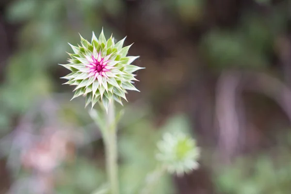 Spiky paarse wilde bloem in bloei — Stockfoto