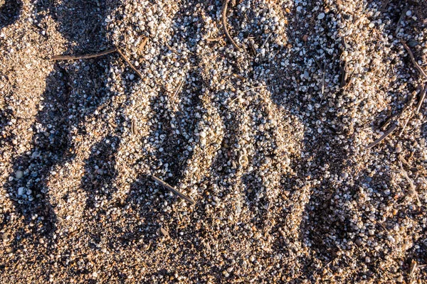 砂の中のミニチュア貝殻の閉鎖 — ストック写真