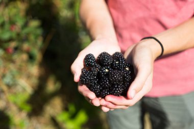 Kadın bir avuç dolusu olgun böğürtlen tutuyor.
